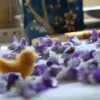 Viola odorata - Wood Violet, Sweet Violet, The Czar, English Violet, Common Violet, Florist'S Violet, Garden Violet - Image 5