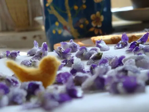 Viola odorata - Wood Violet, Sweet Violet, The Czar, English Violet, Common Violet, Florist'S Violet, Garden Violet - Image 5