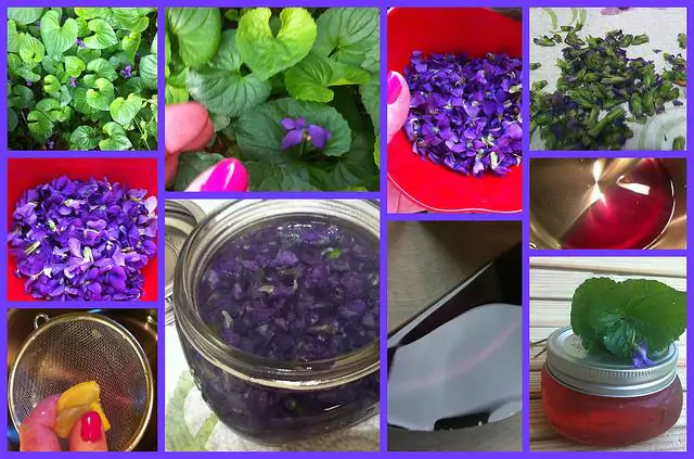 Viola odorata - Wood Violet, Sweet Violet, The Czar, English Violet, Common Violet, Florist'S Violet, Garden Violet - Image 7