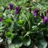 Viola odorata - Wood Violet, Sweet Violet, The Czar, English Violet, Common Violet, Florist'S Violet, Garden Violet - Image 8