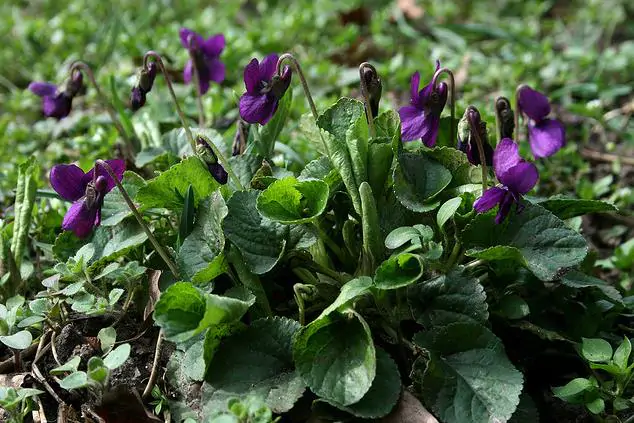 Viola odorata - Wood Violet, Sweet Violet, The Czar, English Violet, Common Violet, Florist'S Violet, Garden Violet - Image 8