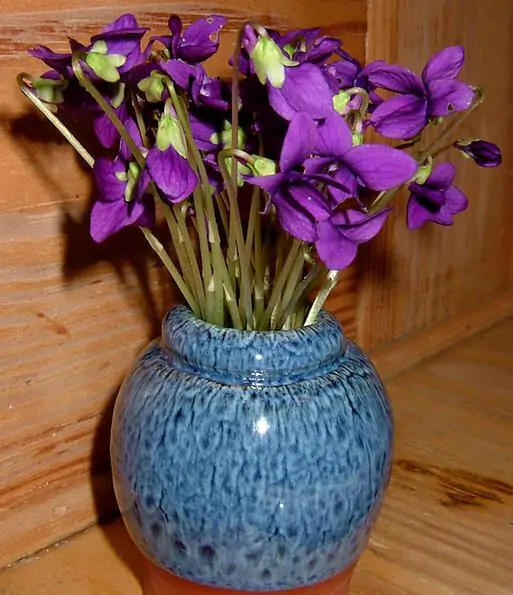 Viola odorata - Wood Violet, Sweet Violet, The Czar, English Violet, Common Violet, Florist'S Violet, Garden Violet - Image 9