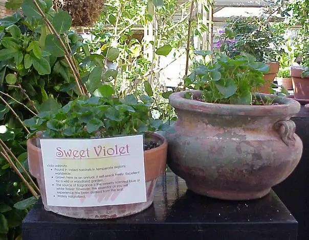 Viola odorata - Wood Violet, Sweet Violet, The Czar, English Violet, Common Violet, Florist'S Violet, Garden Violet - Image 10