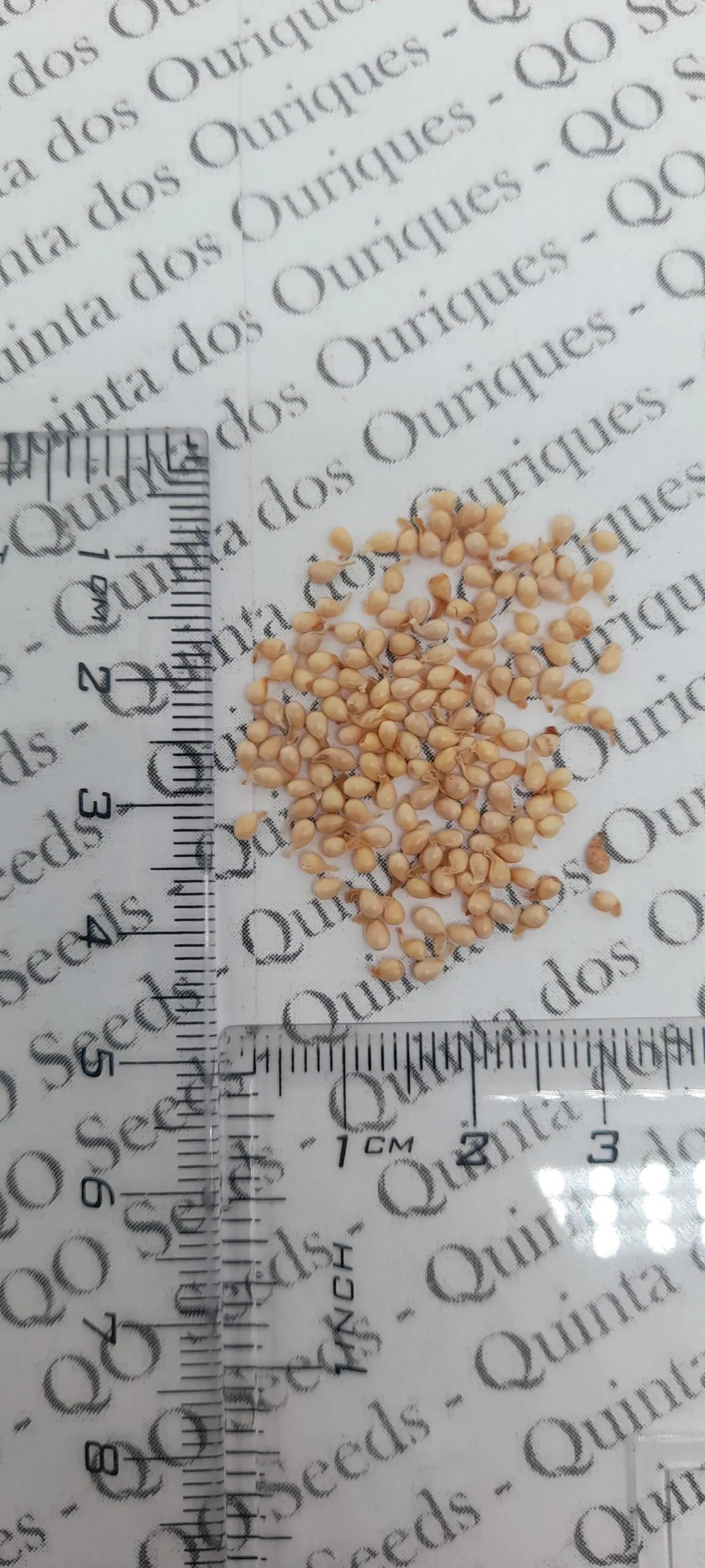 Viola odorata - Wood Violet, Sweet Violet, The Czar, English Violet, Common Violet, Florist'S Violet, Garden Violet - Image 11