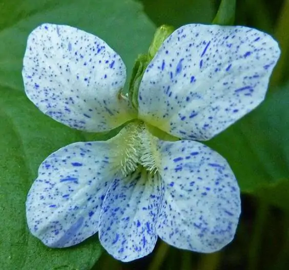 Viola sororia 'Frecklesá - Carijó violet, freckle violet, freckles viola, freckles viola, pansy carijó - Image 7