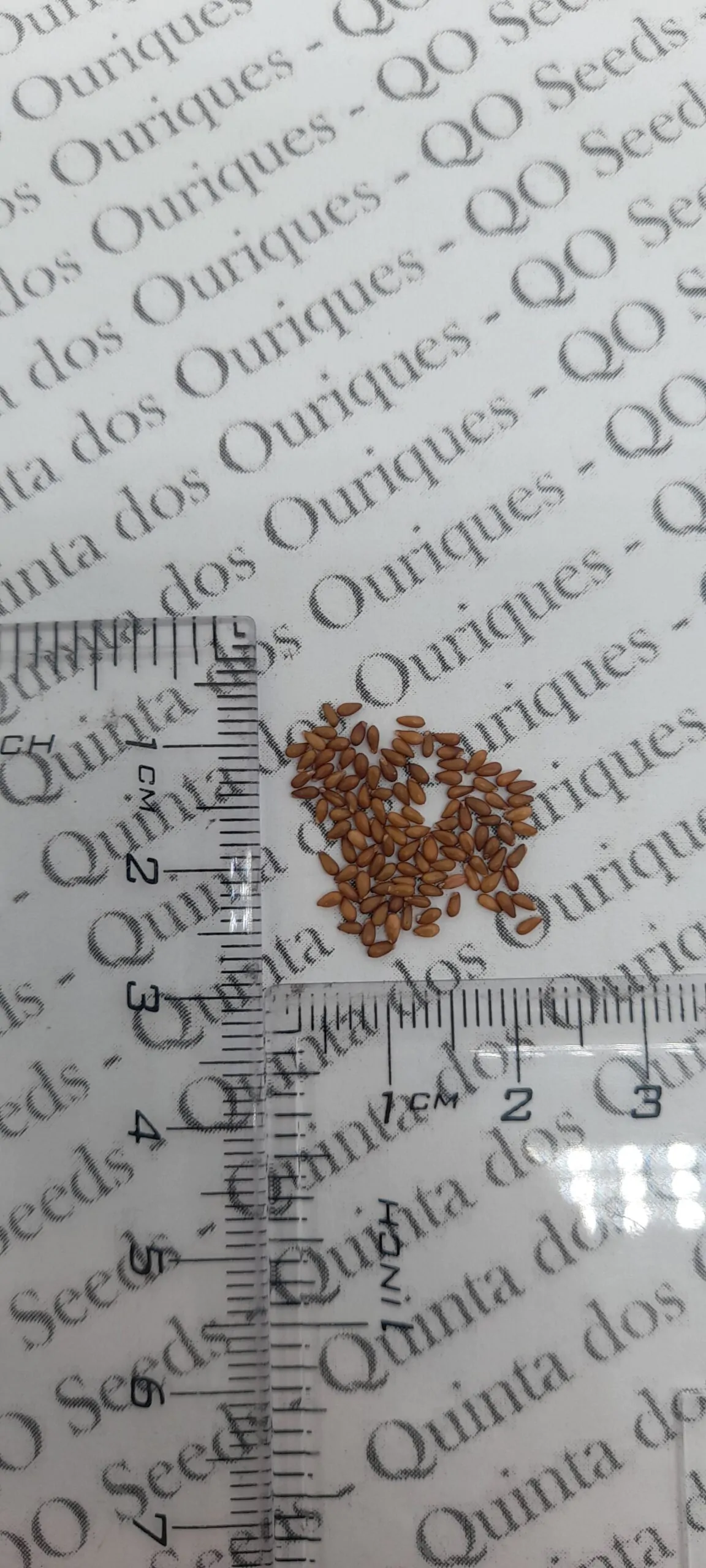 Viola wittrockiana cv. Bunny ears - Violet rabbit ears, pansy rabbit ear, viola rabbit ears - Image 2