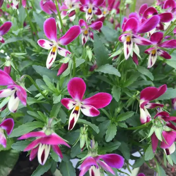 Viola wittrockiana cv. Bunny ears - Violet rabbit ears, pansy rabbit ear, viola rabbit ears - Image 4