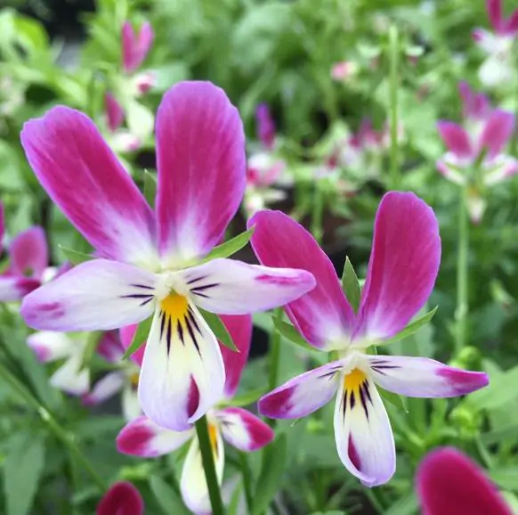 Viola wittrockiana cv. Bunny ears - Violet rabbit ears, pansy rabbit ear, viola rabbit ears - Image 5