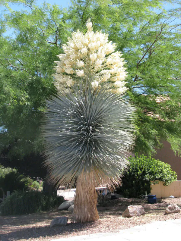 Yucca rigida - Blue Yucca