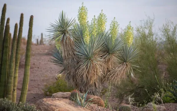 Yucca rigida - Blue Yucca - Image 6