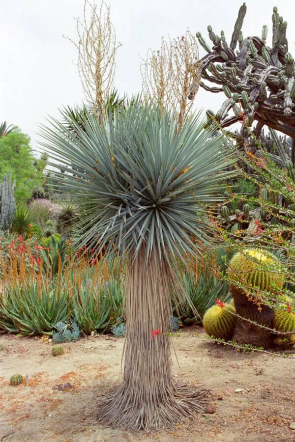 Yucca rigida - Blue Yucca - Image 9