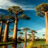 Adansonia grandidieri - Grandidiers Baobab - Image 2
