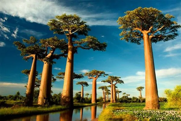 Adansonia grandidieri - Grandidiers Baobab - Image 2