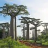 Adansonia grandidieri - Grandidiers Baobab - Image 3
