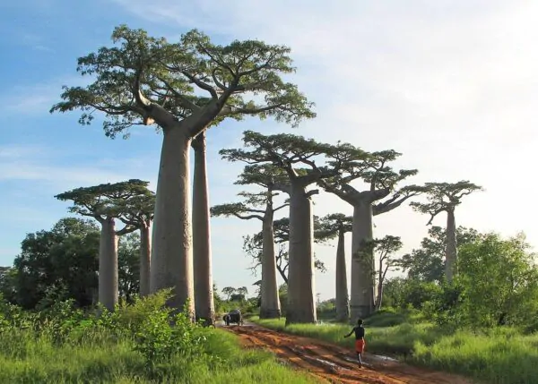 Adansonia grandidieri - Grandidiers Baobab - Image 3
