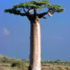 Adansonia grandidieri - Grandidiers Baobab - Image 4