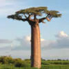 Adansonia grandidieri - Grandidiers Baobab - Image 5
