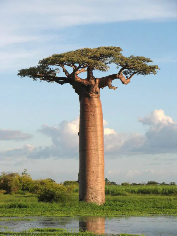 Adansonia grandidieri - Grandidiers Baobab - Image 5