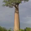 Adansonia grandidieri - Grandidiers Baobab - Image 6