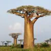 Adansonia grandidieri - Grandidiers Baobab - Image 7