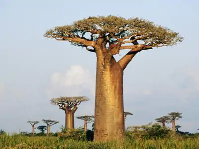 Adansonia grandidieri - Grandidiers Baobab - Image 7