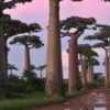 Adansonia grandidieri - Grandidiers Baobab - Image 8