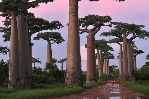 Adansonia grandidieri - Grandidiers Baobab - Image 8