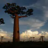 Adansonia grandidieri - Grandidiers Baobab - Image 9