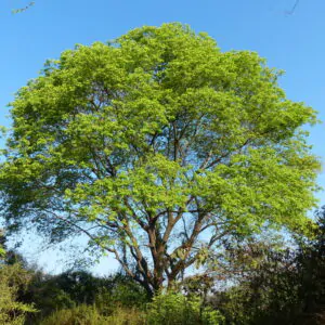 Albizia lebbeck - Sirisa, Siris, Lebbeck, Lebbek Tree, Flea Tree, Frywood, Koko, Woman'S Tongue Tree