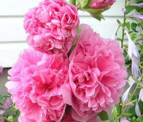 Alcea rosea 'Chater's Double Rose Pink' - Double Pink Doubled Mallow, Alcea, Atléia, Royal Malva, Malvaisco, Hollyhock