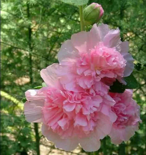 Alcea rosea 'Chater's Double Rose Pink' - Double Pink Doubled Mallow, Alcea, Atléia, Royal Malva, Malvaisco, Hollyhock - Image 6