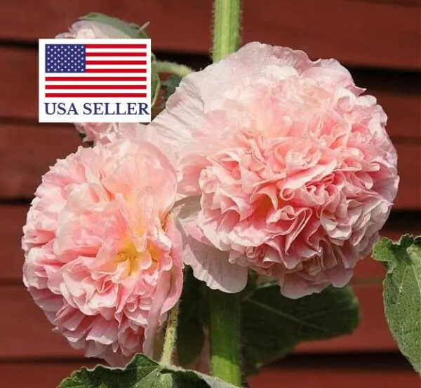 Alcea rosea 'Chater's Double Group Salmon Pink' - Hollyhock, Alcea, Atléia, Royal Malva, Malvaisco - Image 2