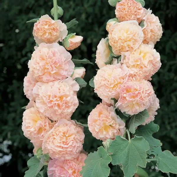 Alcea rosea 'Chater's Double Group Salmon Pink' - Hollyhock, Alcea, Atléia, Royal Malva, Malvaisco - Image 4