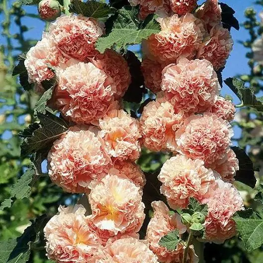 Alcea rosea 'Chater's Double Group Salmon Pink' - Hollyhock, Alcea, Atléia, Royal Malva, Malvaisco - Image 6
