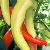 Capsicum annuum / Capsicum abyssinicum / Capsicum angulosum - Banana Pepper, Sweet Banana - Image 2