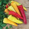 Capsicum annuum / Capsicum abyssinicum / Capsicum angulosum - Banana Pepper, Sweet Banana - Image 3