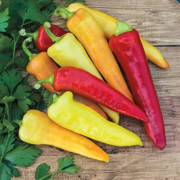 Capsicum annuum / Capsicum abyssinicum / Capsicum angulosum - Banana Pepper, Sweet Banana - Image 3
