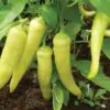 Capsicum annuum / Capsicum abyssinicum / Capsicum angulosum - Banana Pepper, Sweet Banana - Image 5