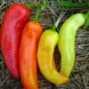 Capsicum annuum / Capsicum abyssinicum / Capsicum angulosum - Banana Pepper, Sweet Banana - Image 6