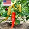 Capsicum annuum / Capsicum abyssinicum / Capsicum angulosum - Banana Pepper, Sweet Banana - Image 7