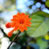 Cordia sebestena - Aloe Wood, Anacahuita, Anaconda, Anaconoa, Avellana, Avellano Criollo, Bois rape, Caramboli, Coquelicot, Geiger Tree, Large-leaf Geigertree, Scharlachkordie, Sebesteira-Verdadeira, Sebestenenbaum - Image 2