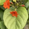 Cordia sebestena - Aloe Wood, Anacahuita, Anaconda, Anaconoa, Avellana, Avellano Criollo, Bois rape, Caramboli, Coquelicot, Geiger Tree, Large-leaf Geigertree, Scharlachkordie, Sebesteira-Verdadeira, Sebestenenbaum - Image 4