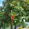Cordia sebestena - Aloe Wood, Anacahuita, Anaconda, Anaconoa, Avellana, Avellano Criollo, Bois rape, Caramboli, Coquelicot, Geiger Tree, Large-leaf Geigertree, Scharlachkordie, Sebesteira-Verdadeira, Sebestenenbaum - Image 5