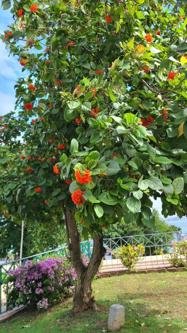 Cordia sebestena - Aloe Wood, Anacahuita, Anaconda, Anaconoa, Avellana, Avellano Criollo, Bois rape, Caramboli, Coquelicot, Geiger Tree, Large-leaf Geigertree, Scharlachkordie, Sebesteira-Verdadeira, Sebestenenbaum - Image 5