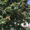 Cordia sebestena - Aloe Wood, Anacahuita, Anaconda, Anaconoa, Avellana, Avellano Criollo, Bois rape, Caramboli, Coquelicot, Geiger Tree, Large-leaf Geigertree, Scharlachkordie, Sebesteira-Verdadeira, Sebestenenbaum - Image 6