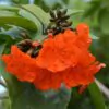 Cordia sebestena - Aloe Wood, Anacahuita, Anaconda, Anaconoa, Avellana, Avellano Criollo, Bois rape, Caramboli, Coquelicot, Geiger Tree, Large-leaf Geigertree, Scharlachkordie, Sebesteira-Verdadeira, Sebestenenbaum - Image 7