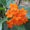 Cordia sebestena - Aloe Wood, Anacahuita, Anaconda, Anaconoa, Avellana, Avellano Criollo, Bois rape, Caramboli, Coquelicot, Geiger Tree, Large-leaf Geigertree, Scharlachkordie, Sebesteira-Verdadeira, Sebestenenbaum - Image 8