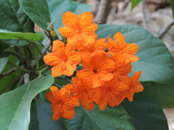 Cordia sebestena - Aloe Wood, Anacahuita, Anaconda, Anaconoa, Avellana, Avellano Criollo, Bois rape, Caramboli, Coquelicot, Geiger Tree, Large-leaf Geigertree, Scharlachkordie, Sebesteira-Verdadeira, Sebestenenbaum - Image 8