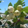 Cordia sebestena - Aloe Wood, Anacahuita, Anaconda, Anaconoa, Avellana, Avellano Criollo, Bois rape, Caramboli, Coquelicot, Geiger Tree, Large-leaf Geigertree, Scharlachkordie, Sebesteira-Verdadeira, Sebestenenbaum - Image 9
