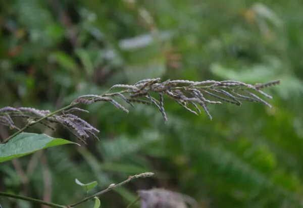 Desmodium gangeticum - Salparni - Image 6
